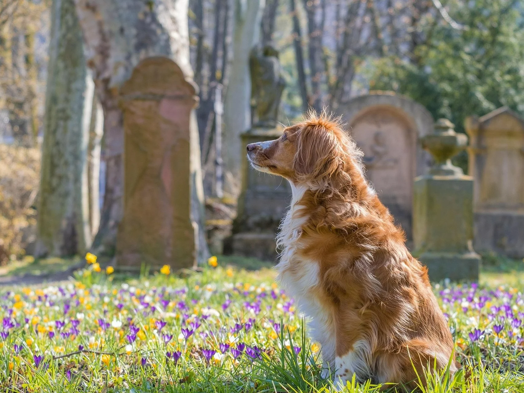Pies między grobami