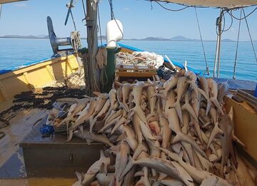 Dziesiątki martwych rekinów wciągniętych na statek rybacki z okolic Wielkiej Rafy Koralowej