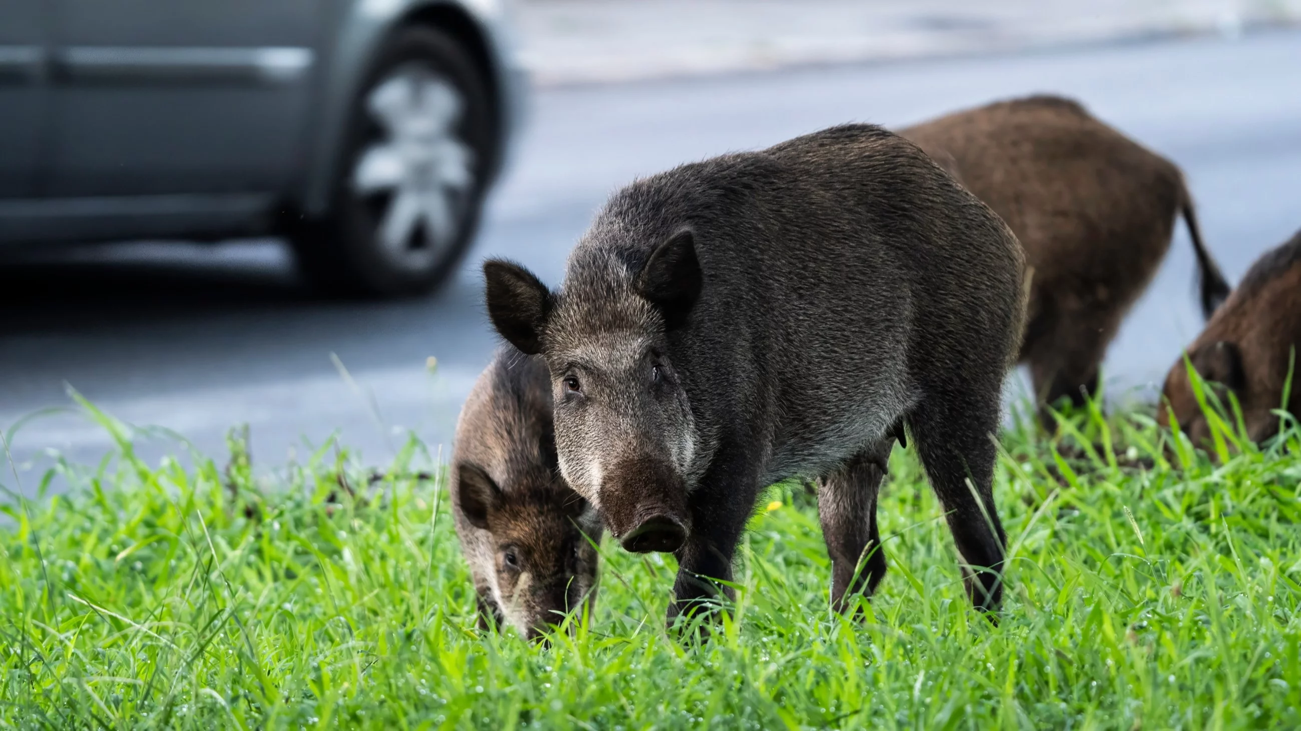 Dziki w mieście, zdjęcie ilustracyjne