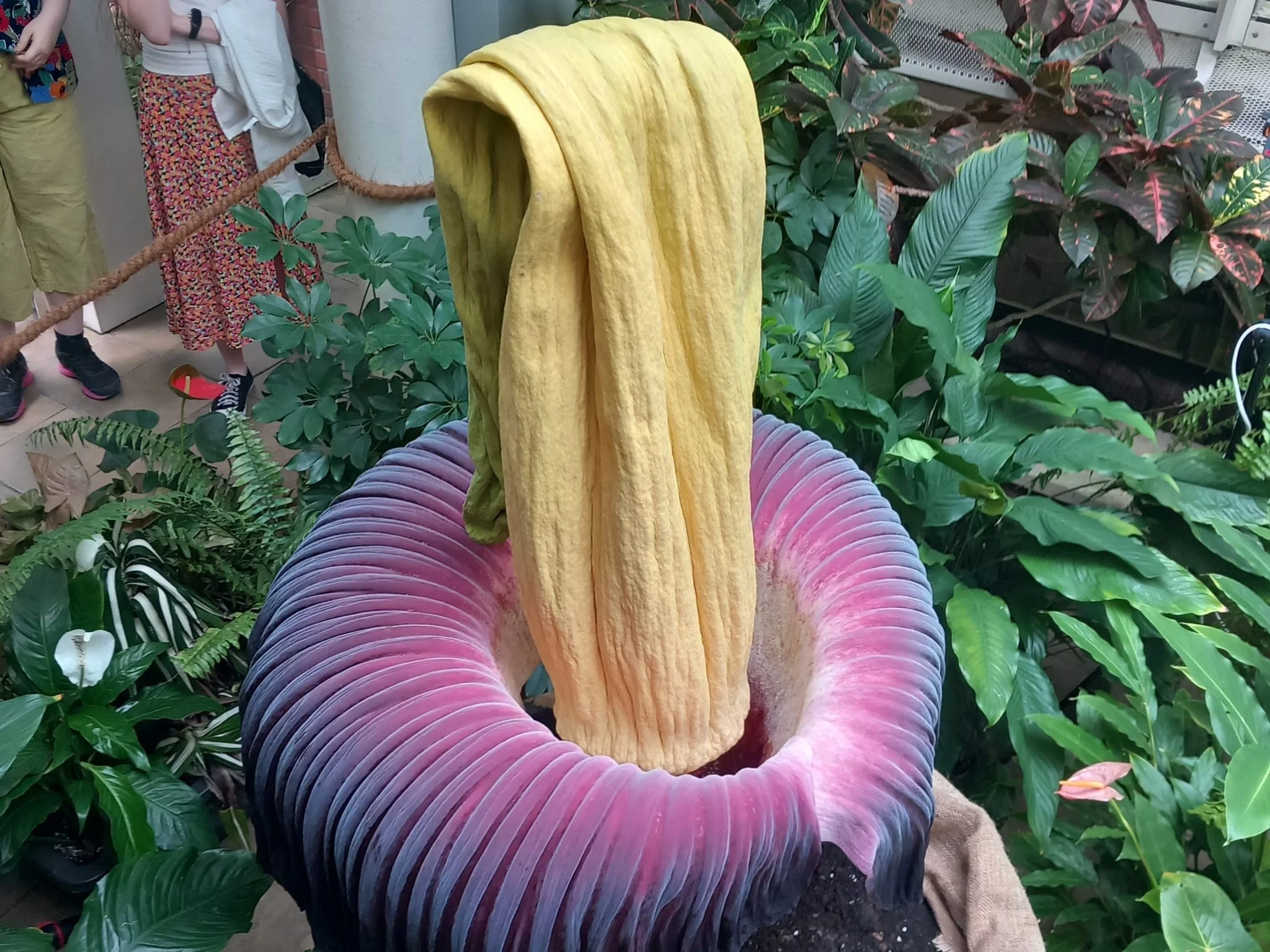 Dziwadło olbrzymie / Amorphophallus titanum