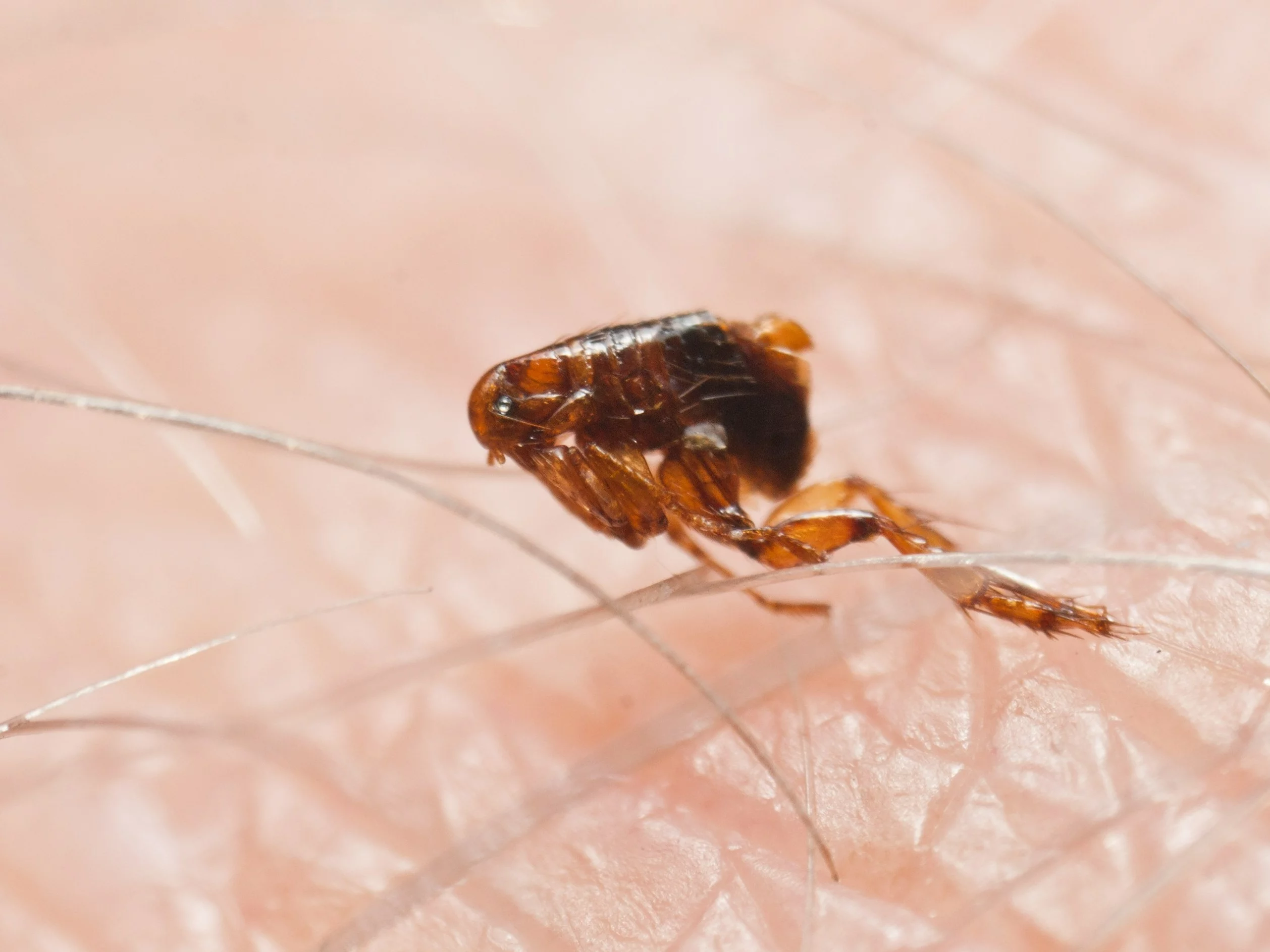 „Czarna śmierć” nie odeszła na zawsze. Potwierdzono przypadek dżumy u turysty