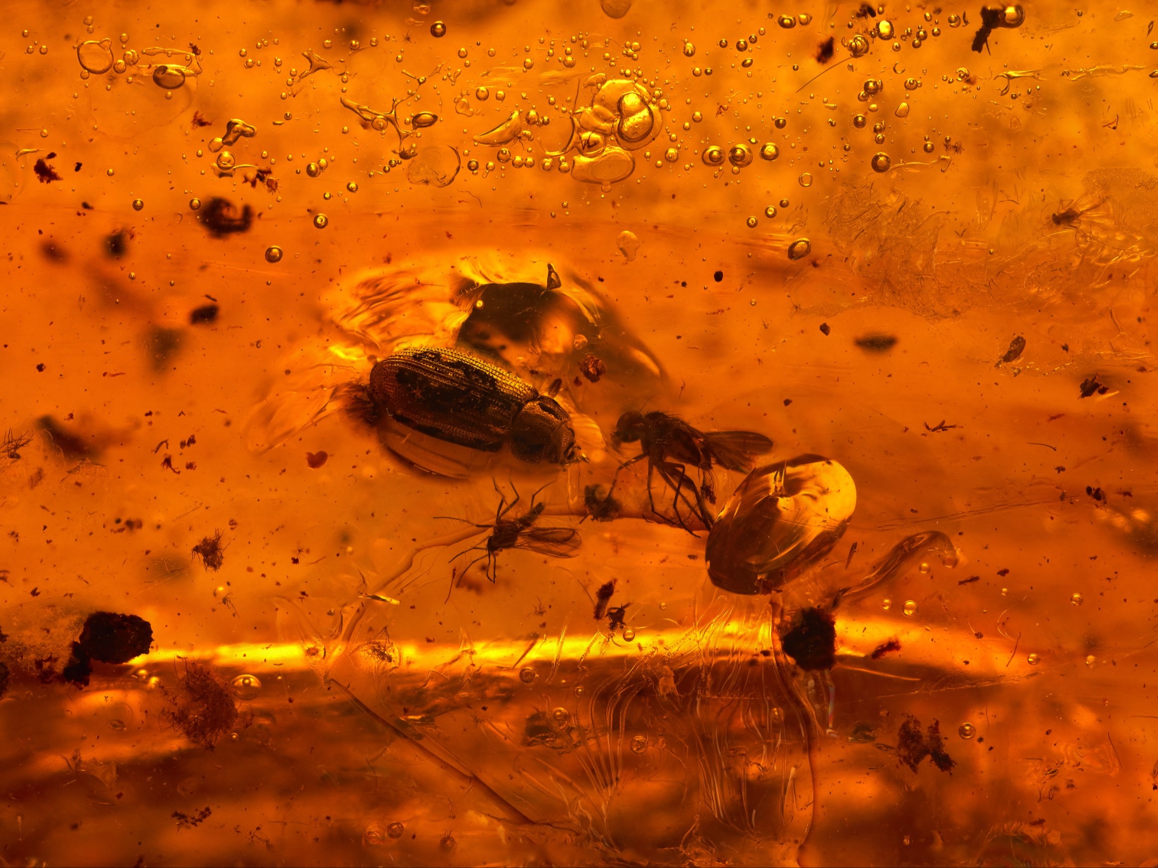 Znaleźli bursztyn sprzed 112 milionów lat. To, co w nim było, zaskoczyło naukowców