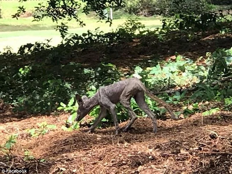 Zdjęcie, mające przedstawiać chupacabrę