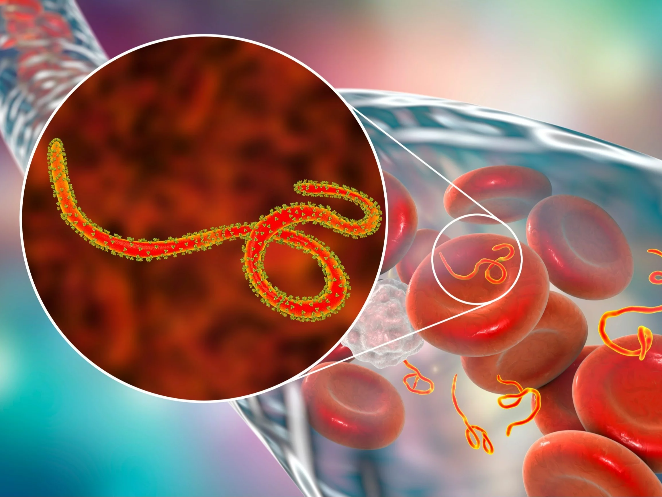 Wirus Ebola, zdjęcie ilustracyjne