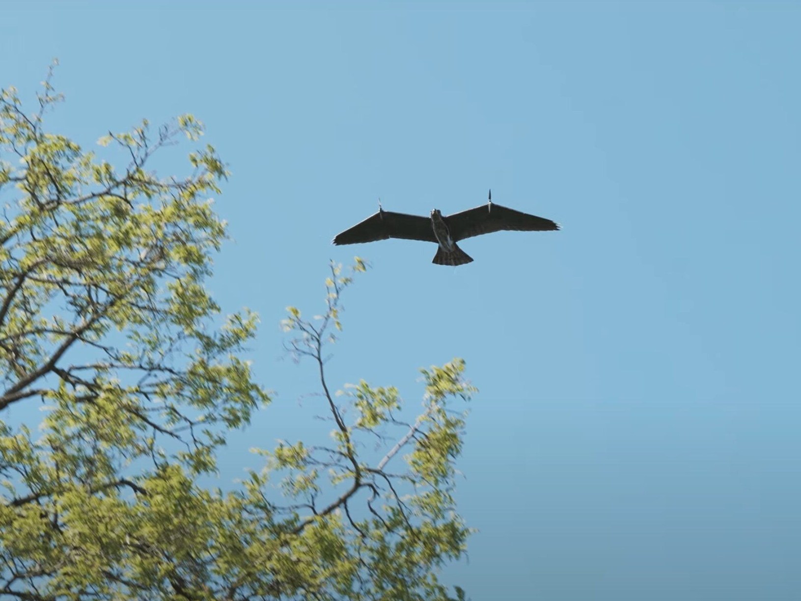 Oto Evolution Eagle. Wojskowy dron, który wygląda jak prawdziwy orzeł Oto Evolution Eagle. Wojskowy dron, który wygląda jak prawdziwy orzeł
