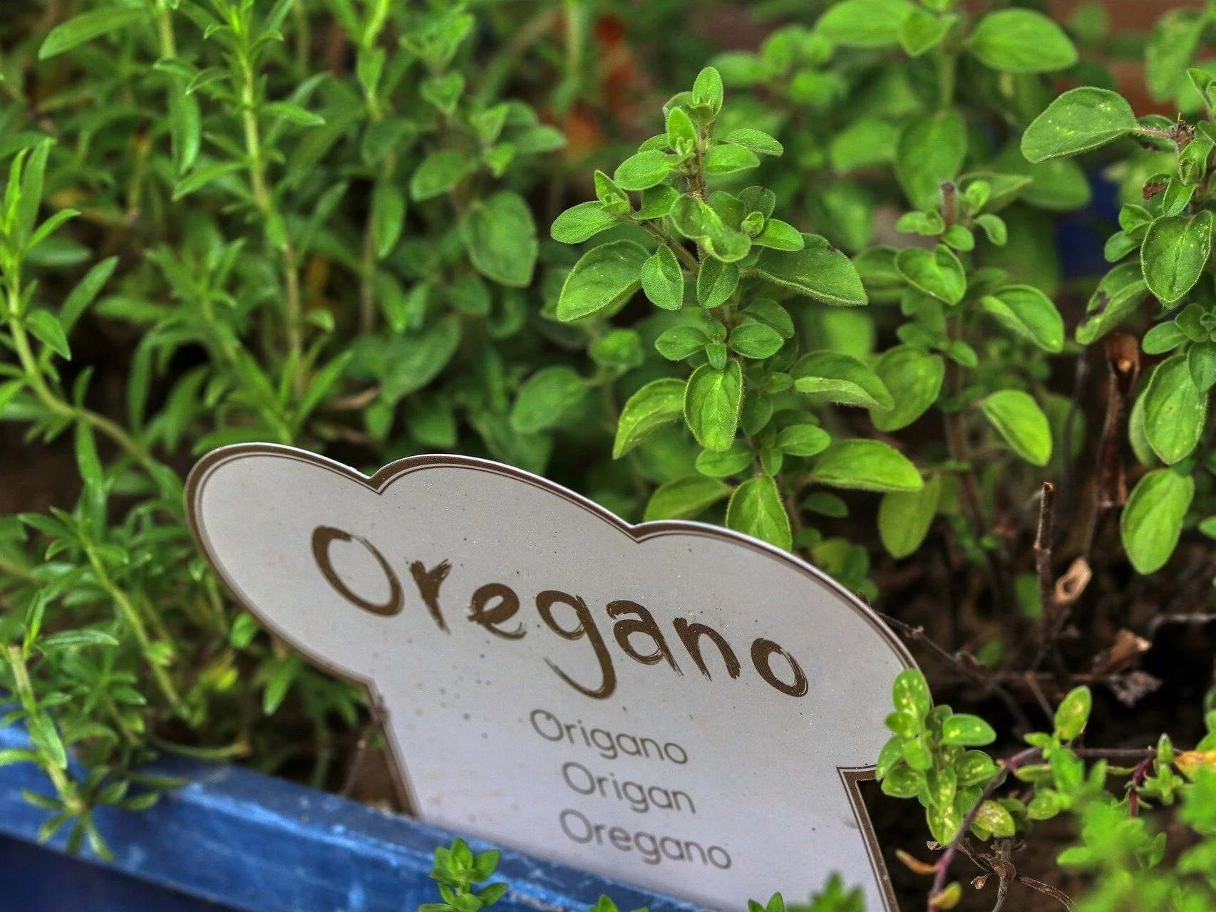 Oregano