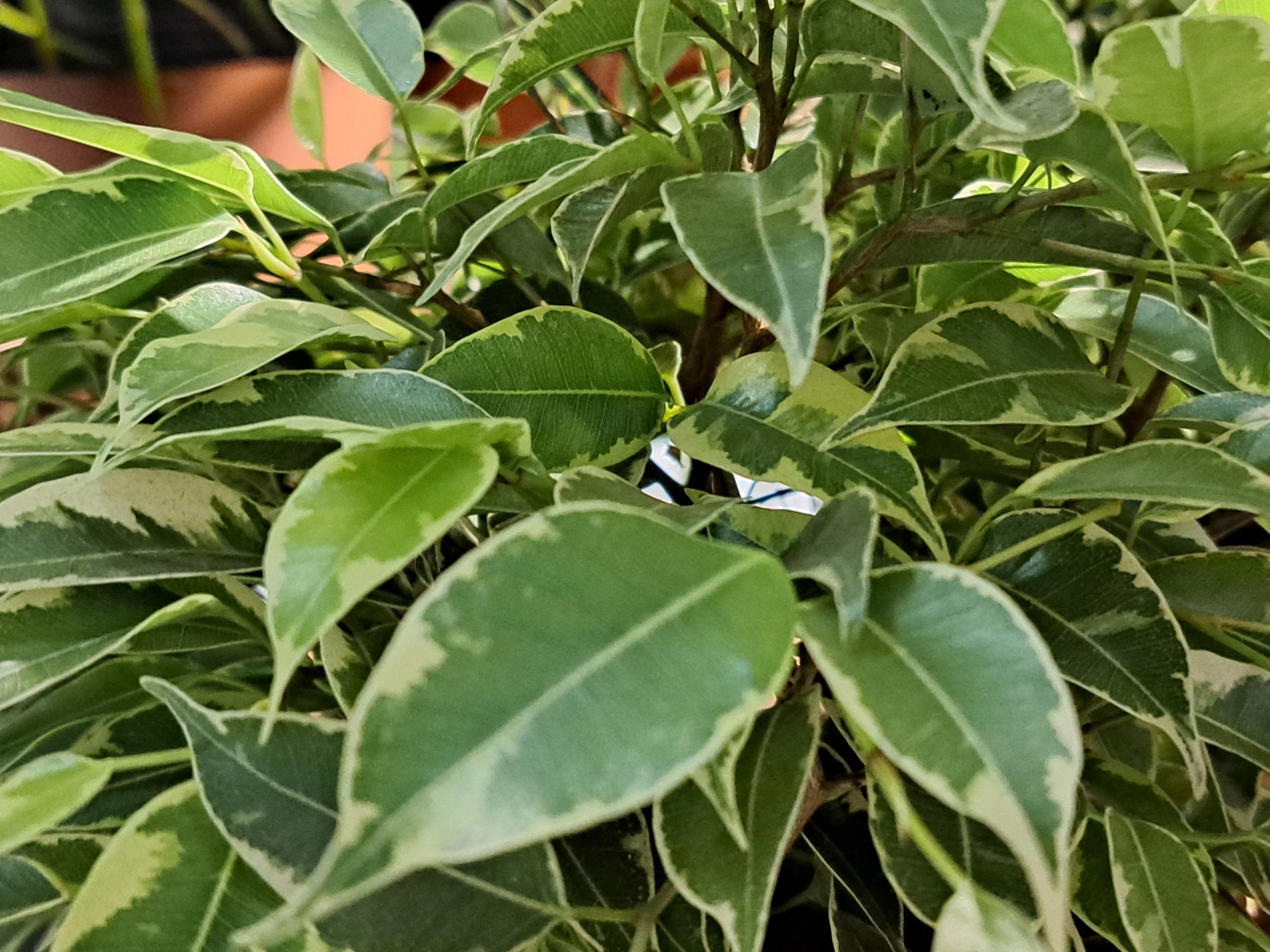 Fikus po zastosowaniu domowej odżywki – liście błyszczą, a roślina odzyskała intensywny kolor