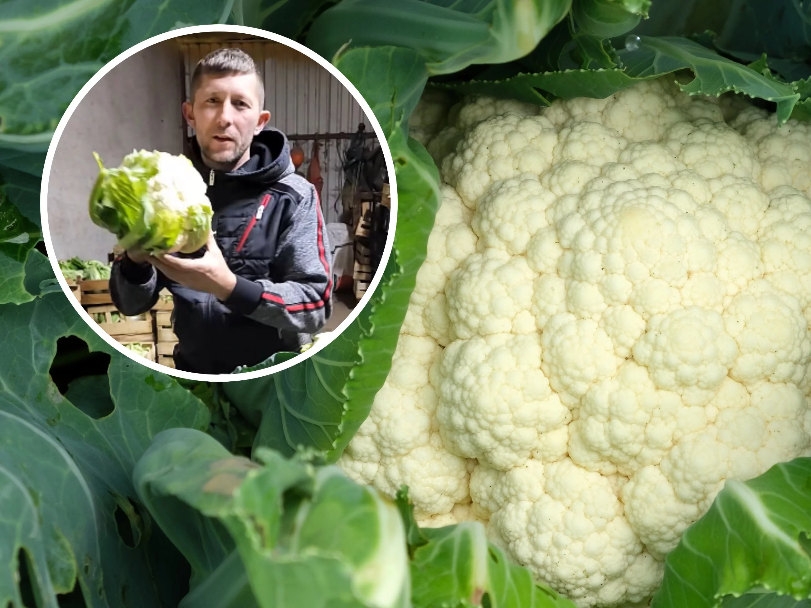 Rolnik prezentował na Facebooku swój towar