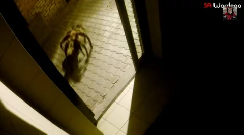 Mutant Giant Spider Dog (SA Wardega) fot. Youtube