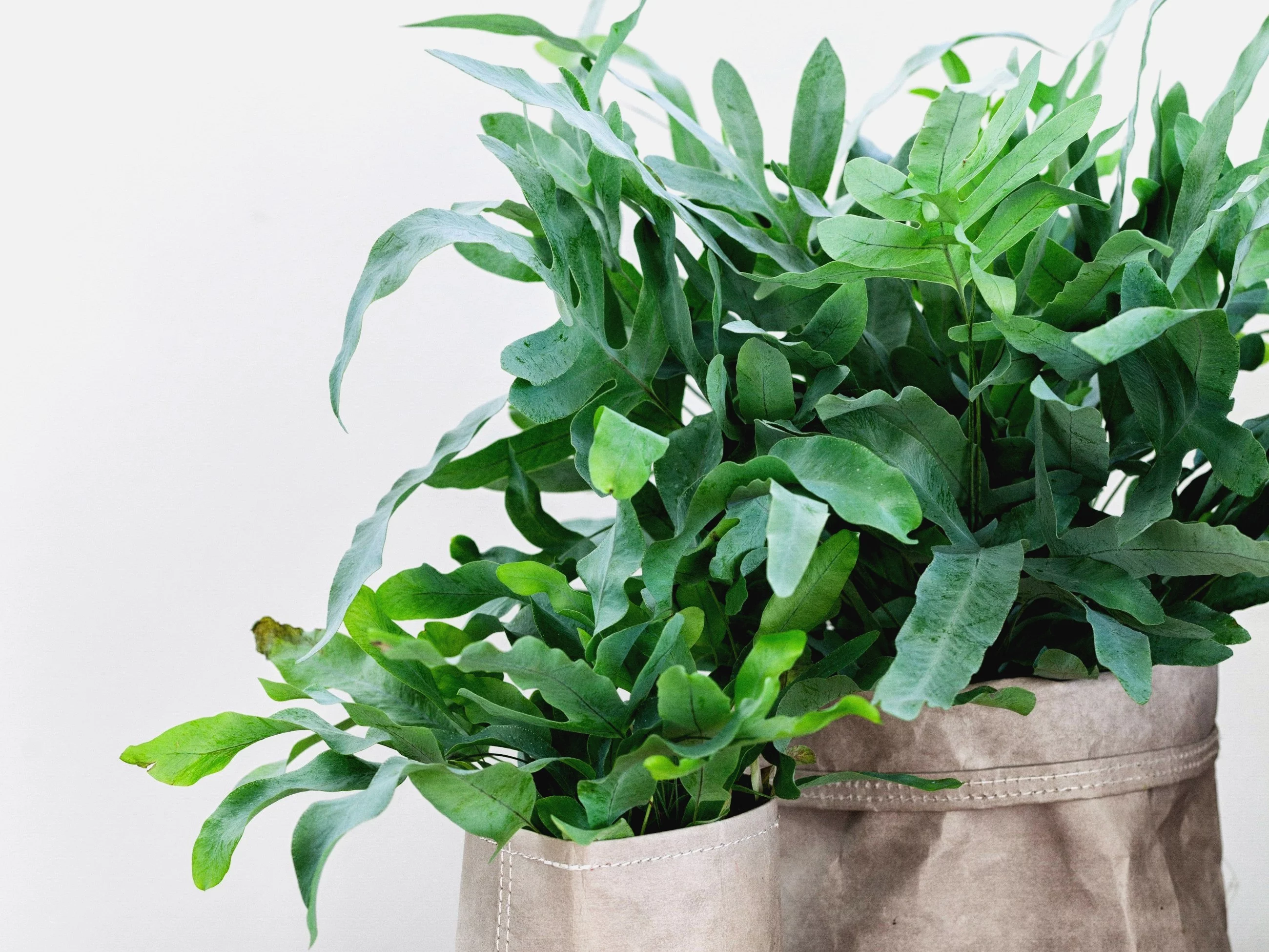 Flebodium złociste. o ta paprotka podbija polskie domy. Mało wymaga, a wygląda świetnie