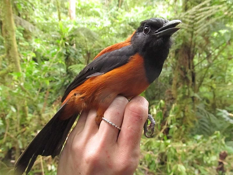 Fletowiec kapturowy (Pitohui dichrous)