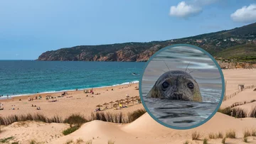 Foka na plaży w Portugalii, zdjęcie ilustracyjne