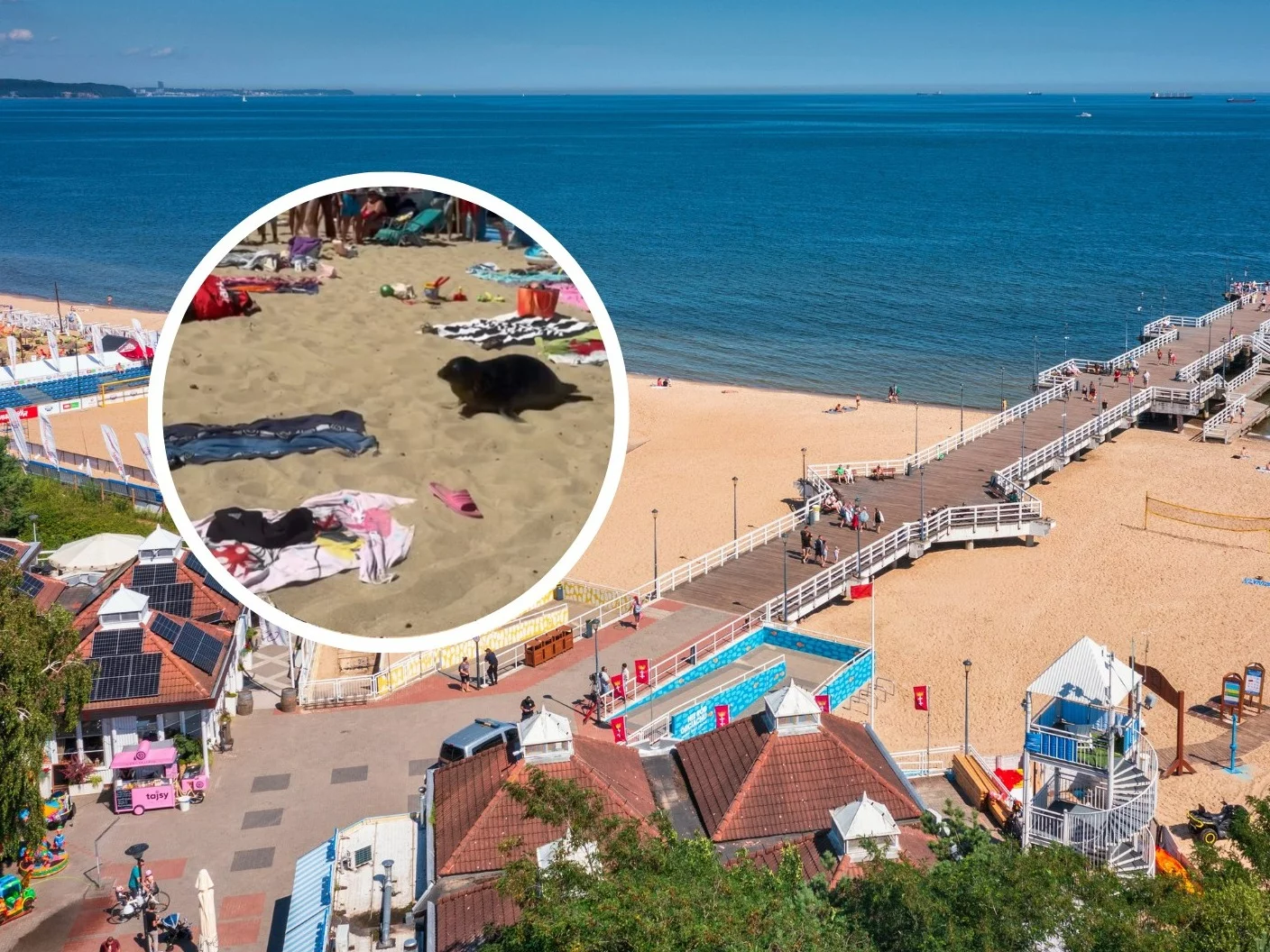 Foka na plaży