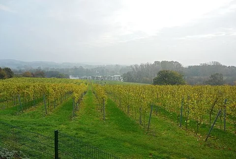 Winnica, fot. Wikipedia / Eigenes Werk