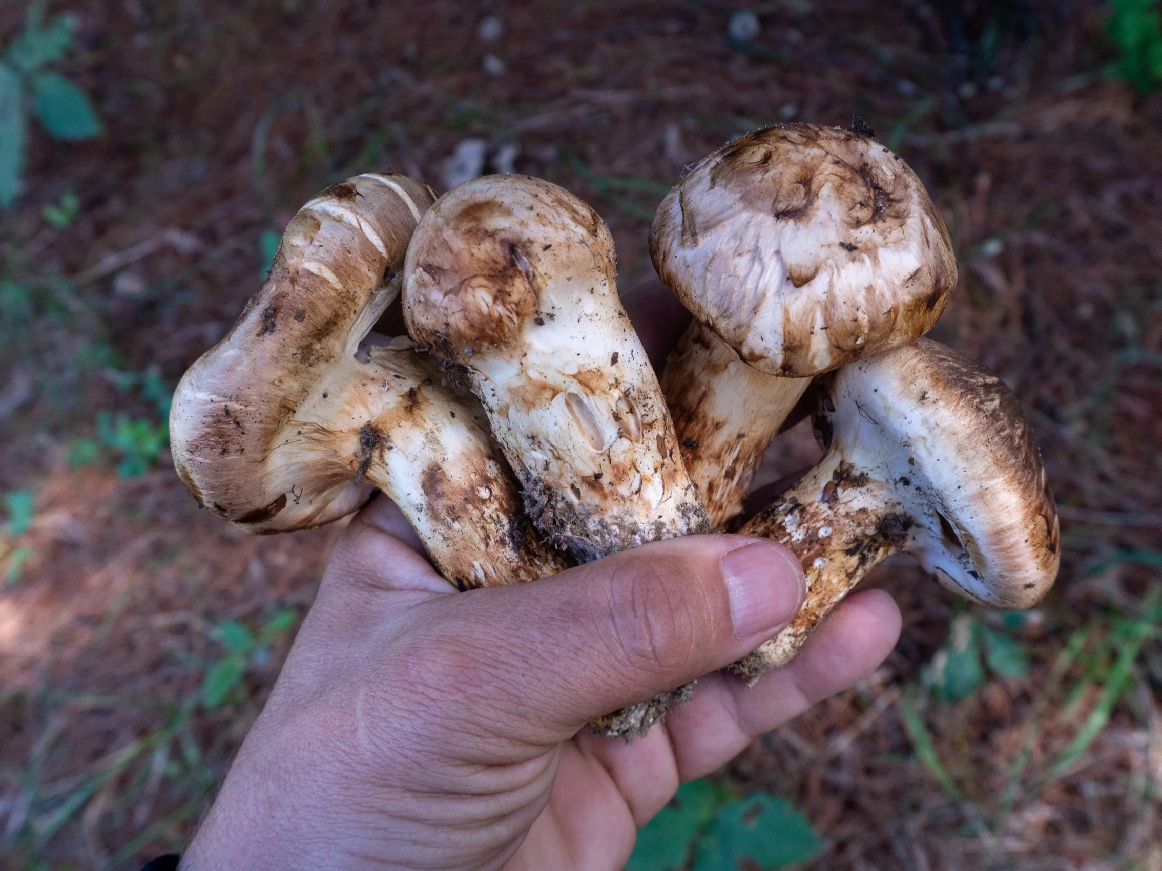Gąska sosnowa znana też jako grzyb Matsutake