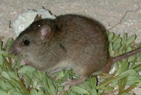 Bramble Cay melomys