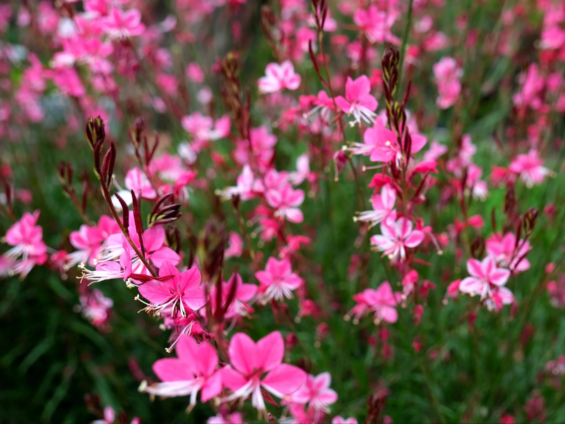 Gaura
