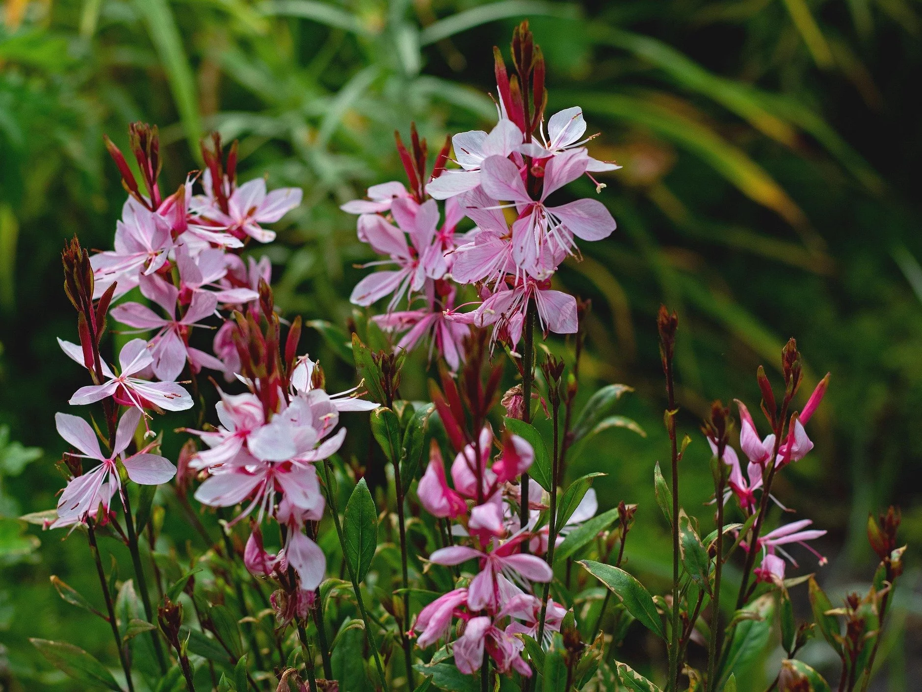 Gaura to roślina, której nie lubią ślimaki