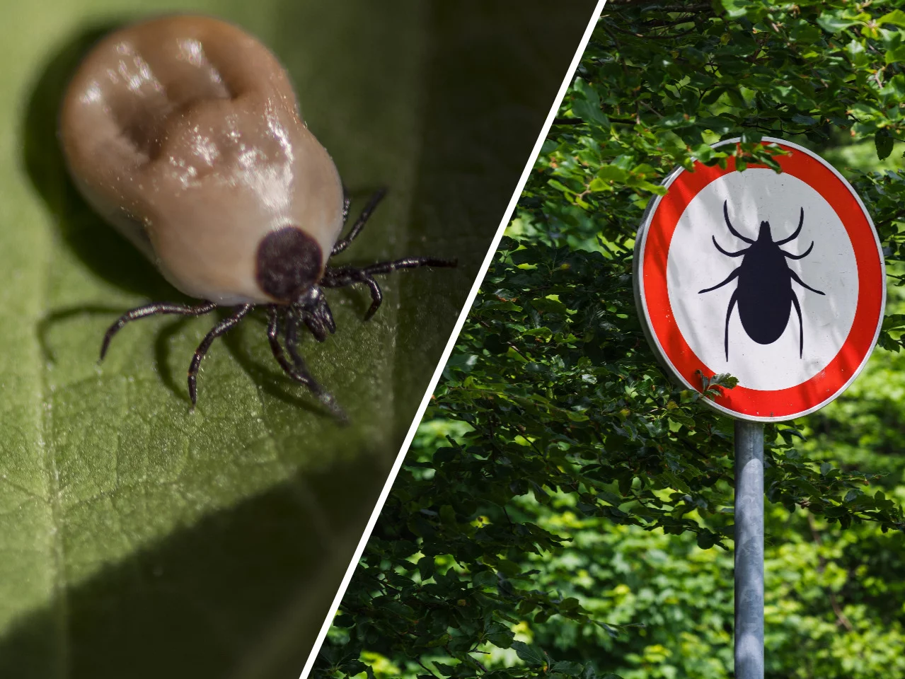 Gdzie jest najwięcej kleszczy? Ekspert podał 3 lokalizacje