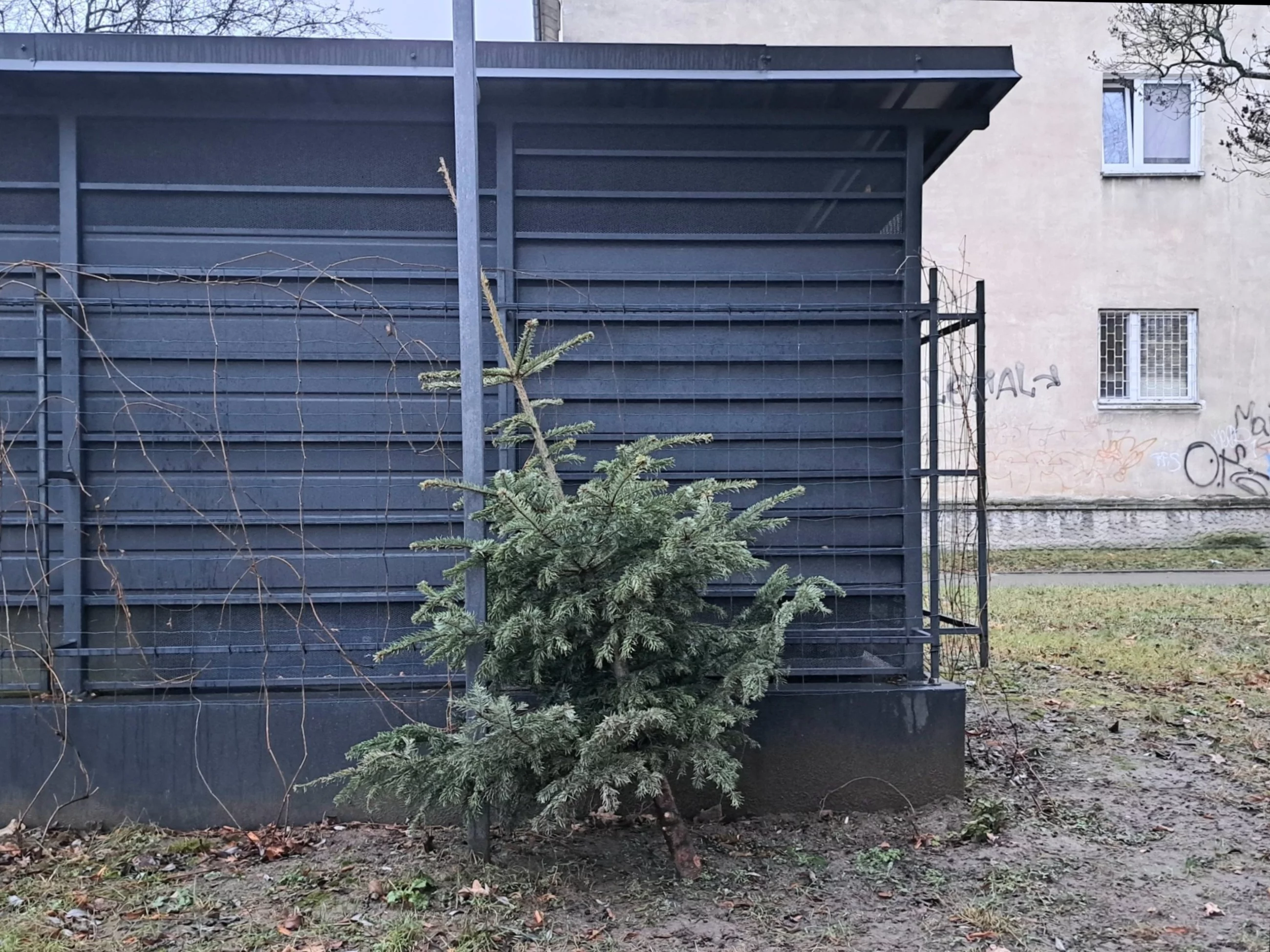 Choinka wystawiona pod altanę śmietnikową