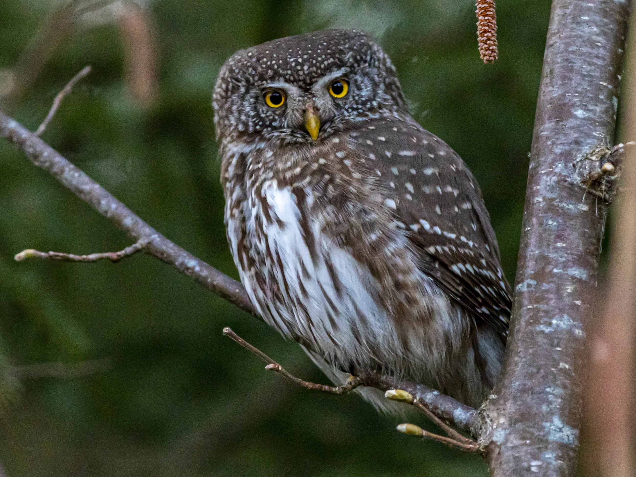 Glaucidium passerinum, sóweczka