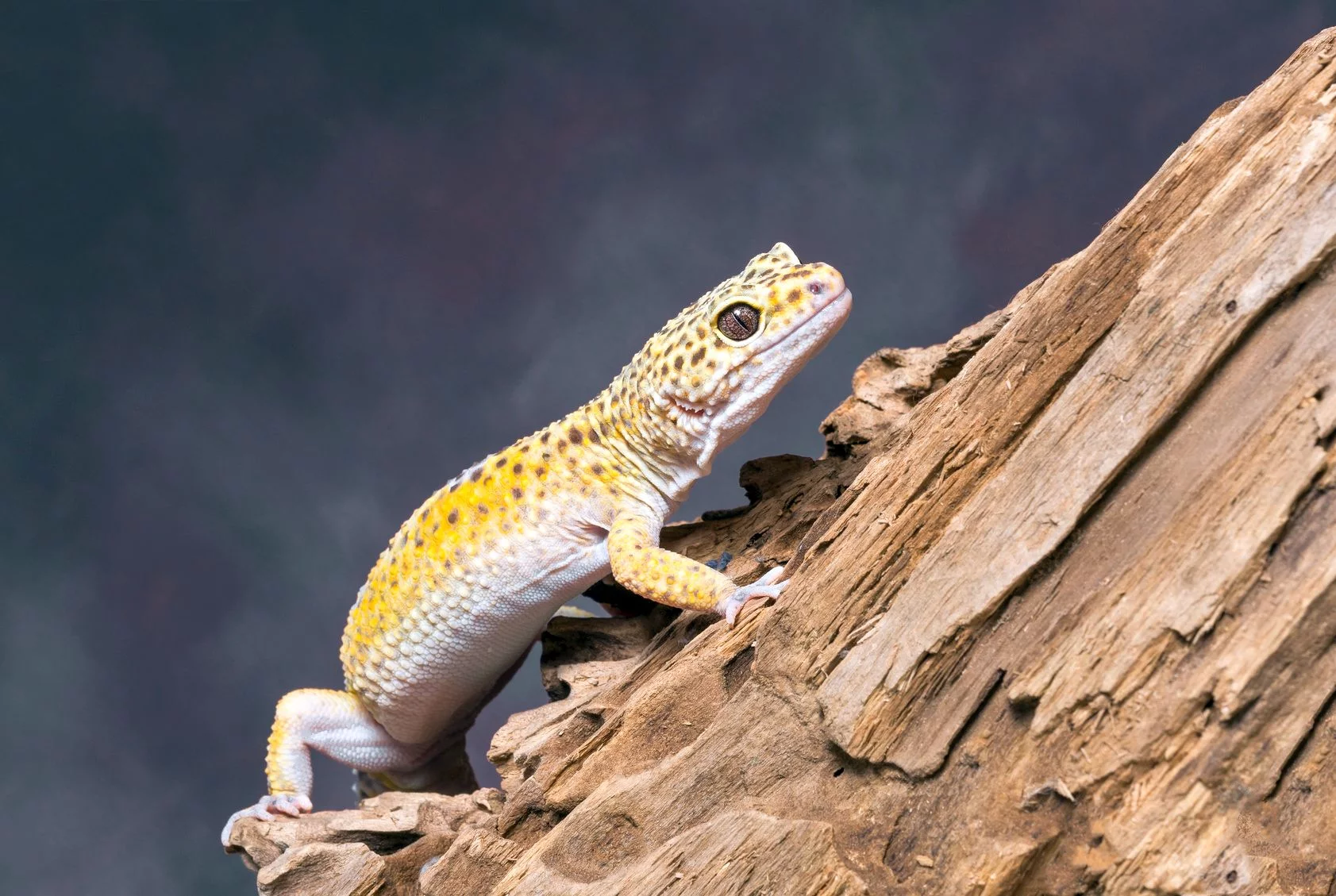 Gekon tygrysi (lamparci)