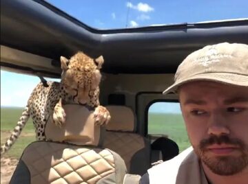 Gepard w samochodzie