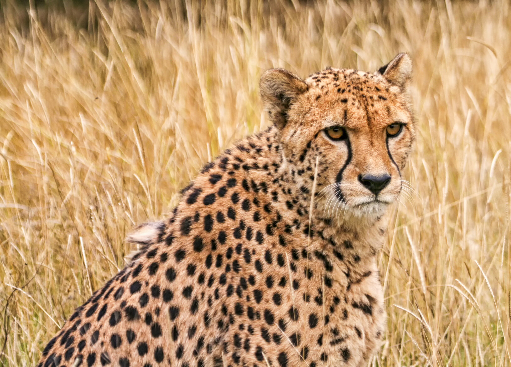 Gepard