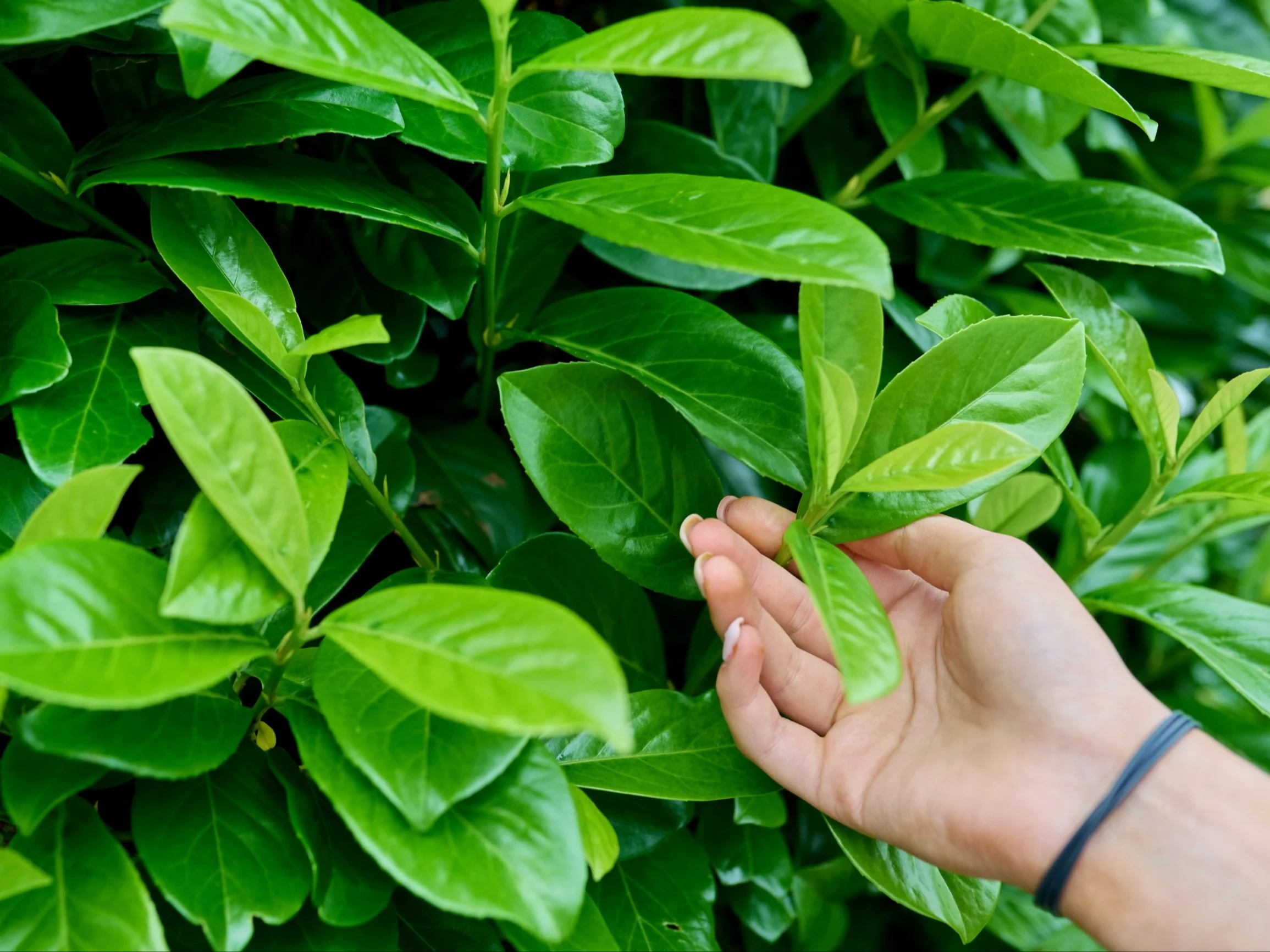 Żywopłot z laurowiśni