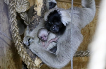 Gibbony w zoo w Płocku