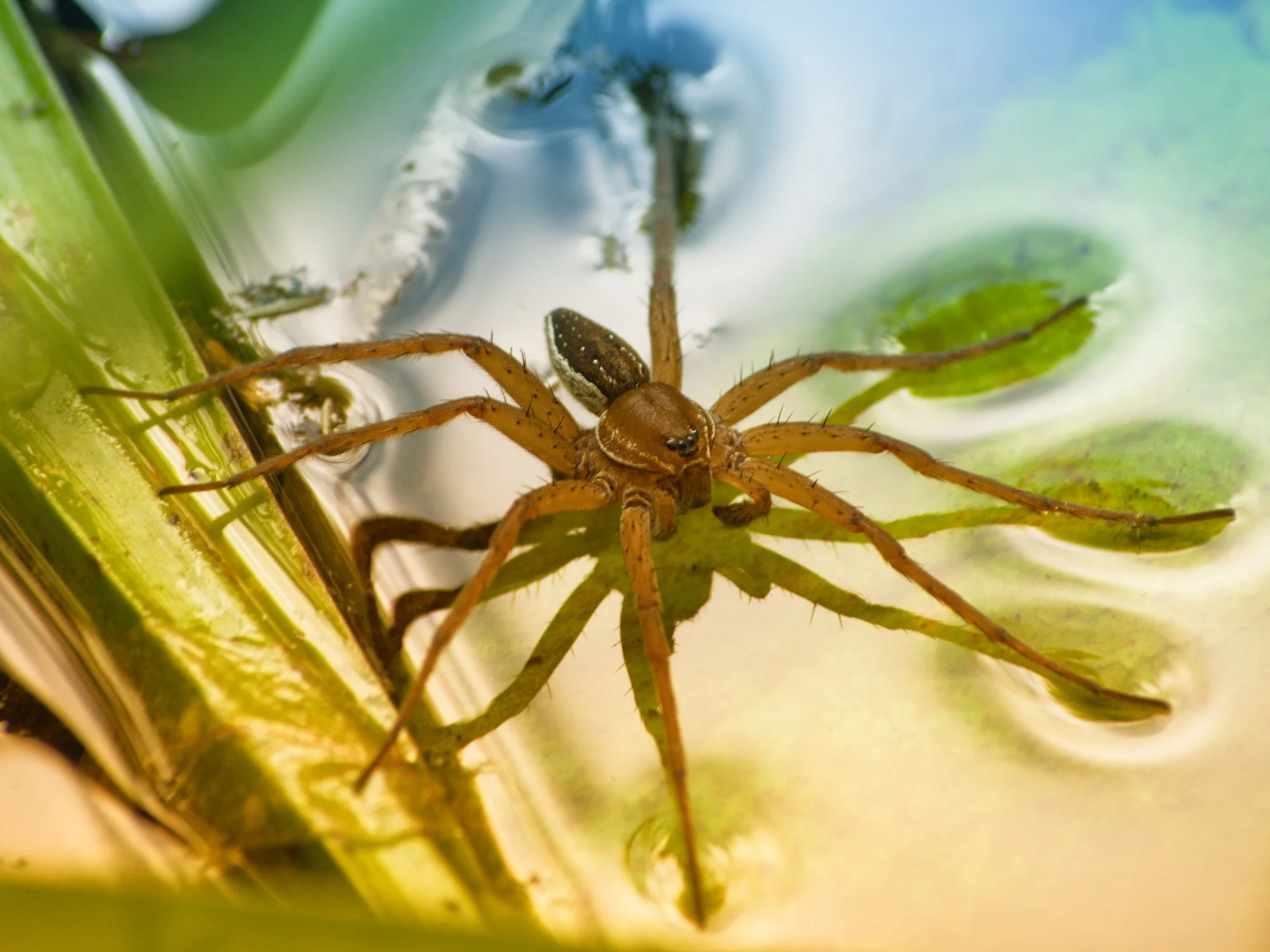 Bagnik nadwodny – Dolomedes plantarius