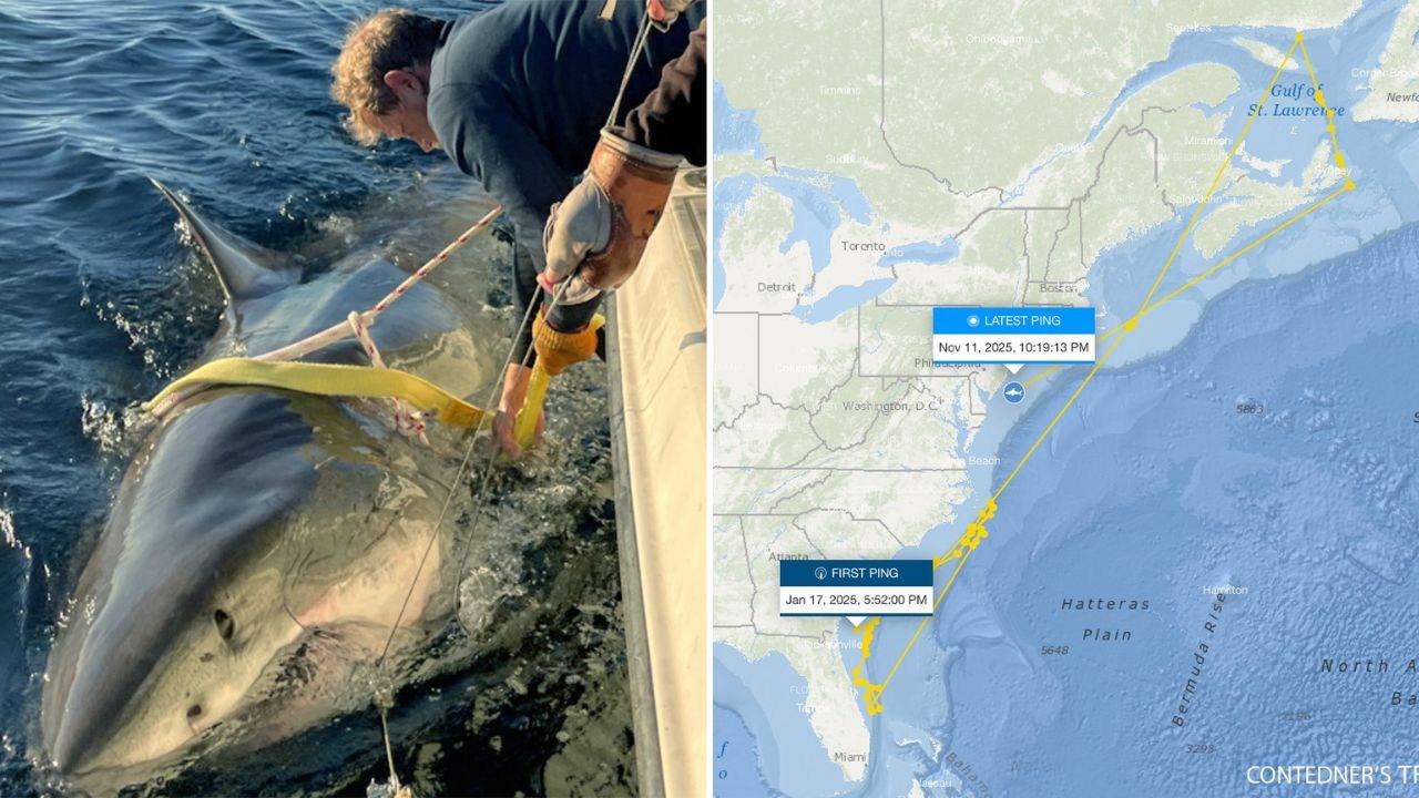 Gigantyczny rekin ponownie blisko popularnego wybrzeża. Badacze nie mają wątpliwości