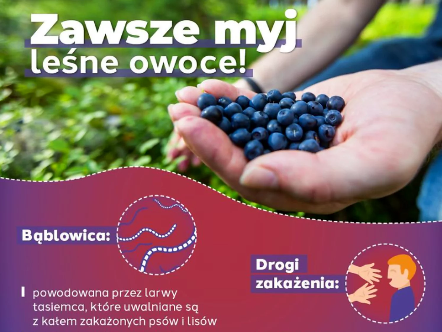 Główny Inspektorat Sanitarny (GIS) ostrzega przed bąblowicą.