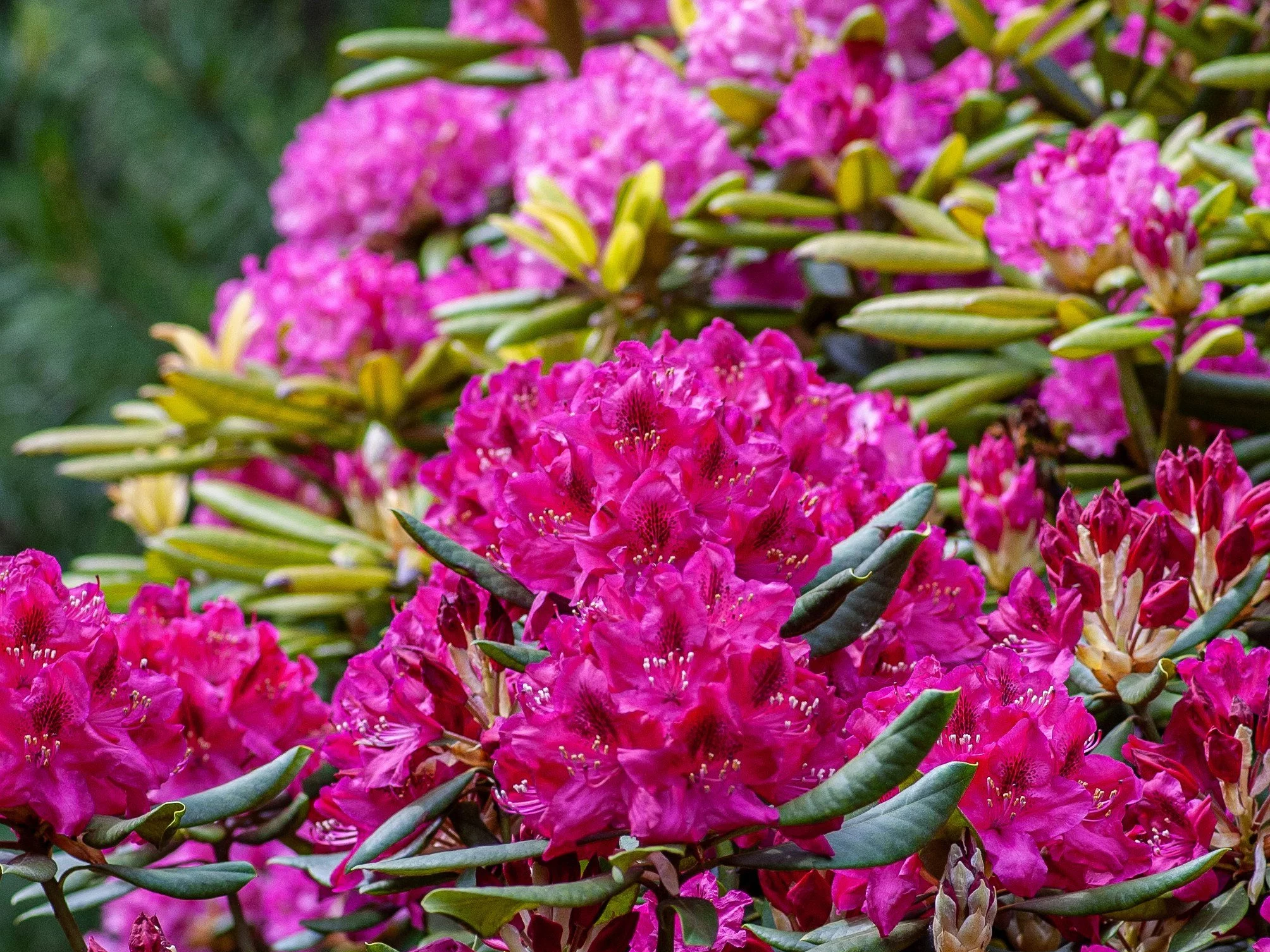 Rododendron, różanecznik