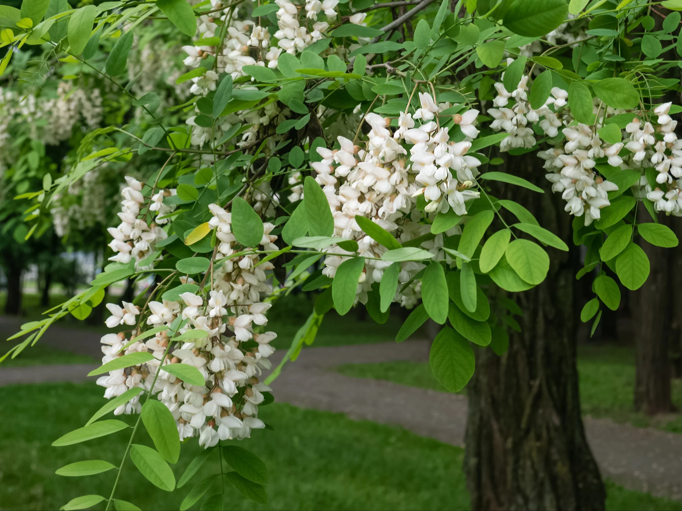 Grochodrzew (łac. Robinia pseudoacacia)