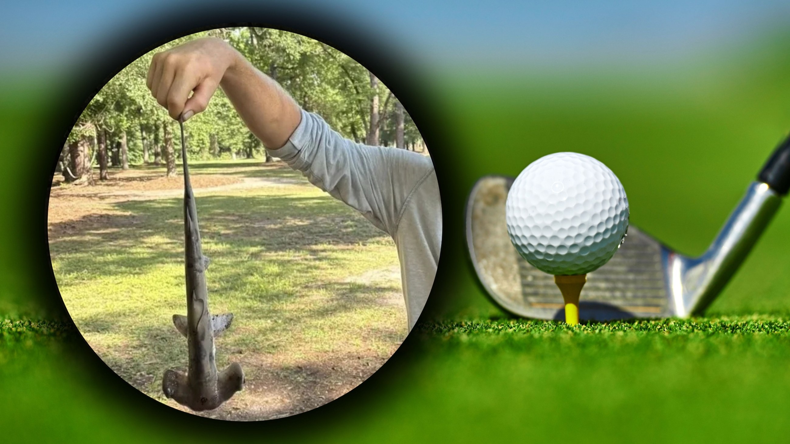 Groza na polu golfowym. Rekin młot spadł z nieba