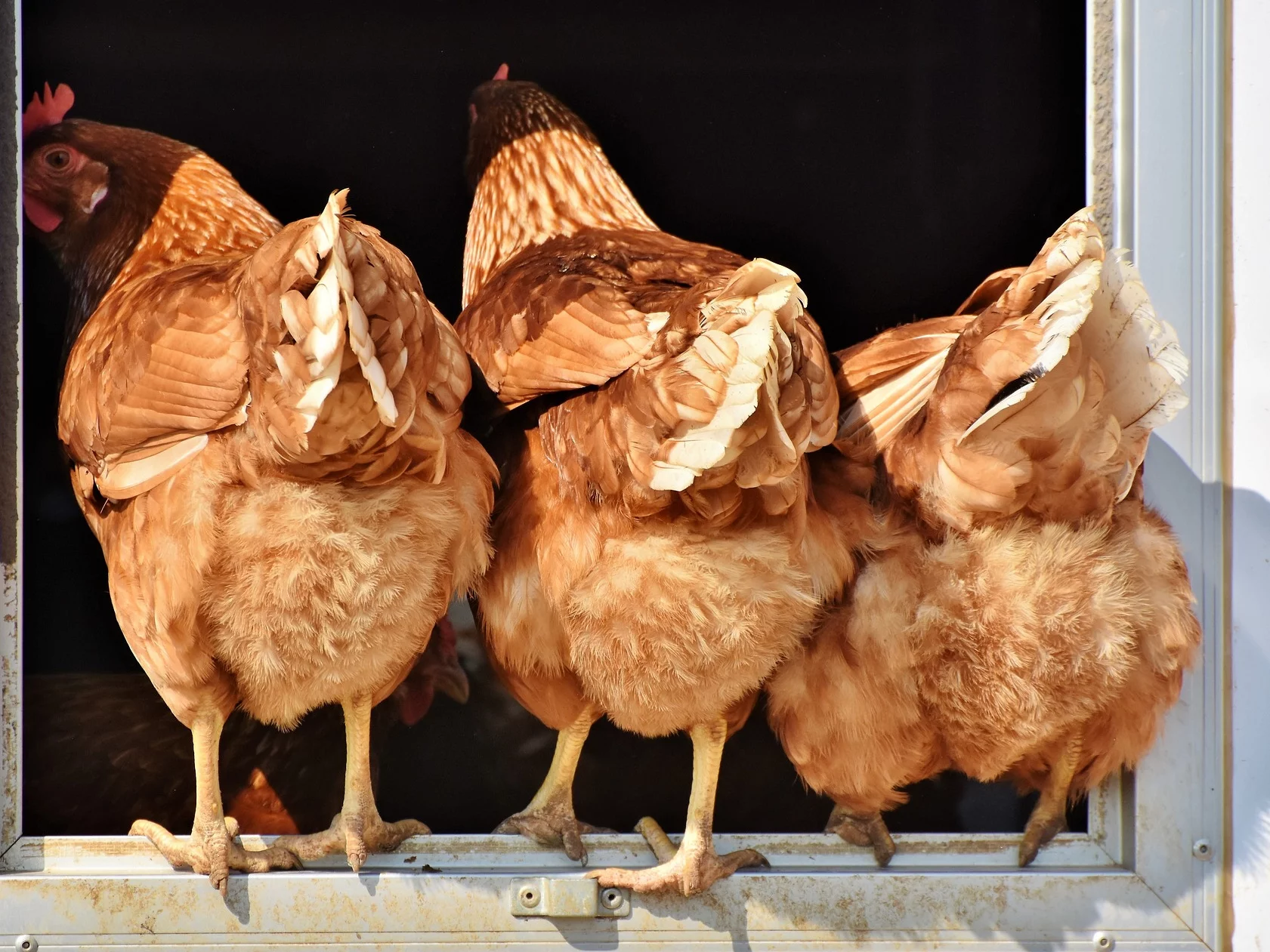Groźna choroba w Polsce. Jest komunikat