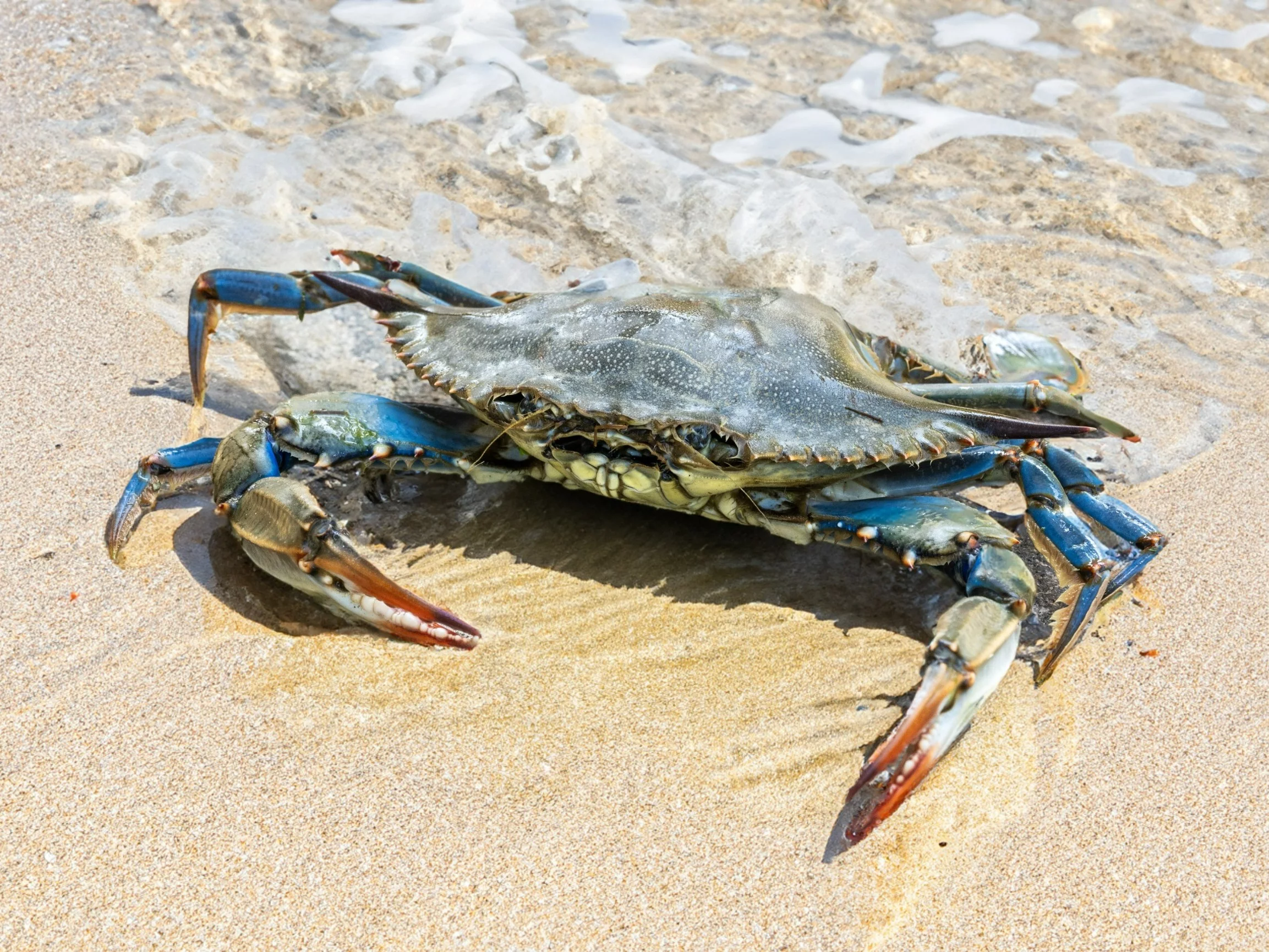 Groźny krab na plażach znanej wyspy. Pojawiły się obawy