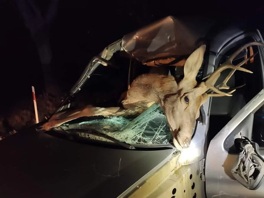 Jeleń z impetem wpadł do samochodu