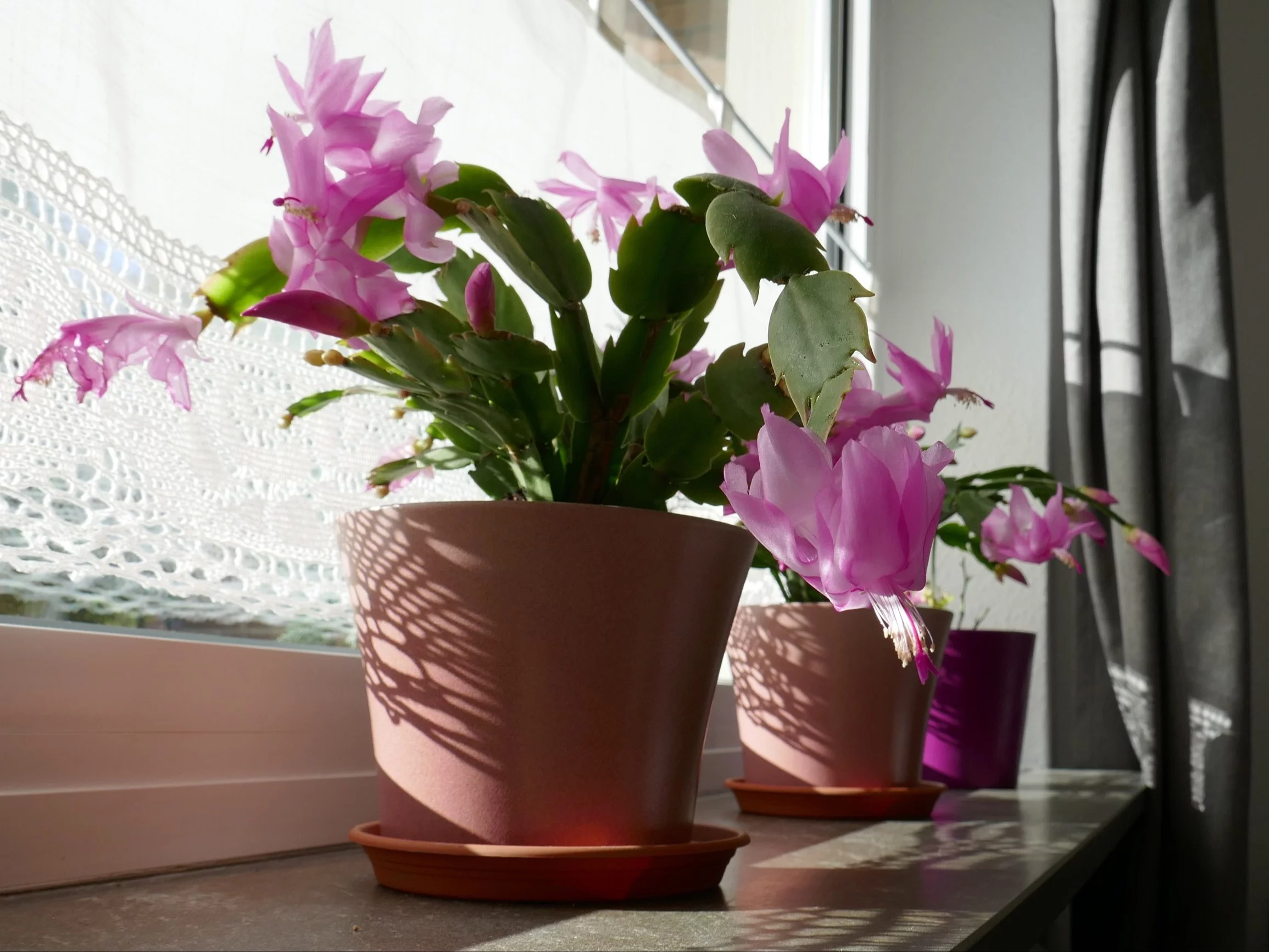 Grudnik stoi w miejscu? Wlej do doniczki ten napar, a pąki wystrzelą w kilka dni