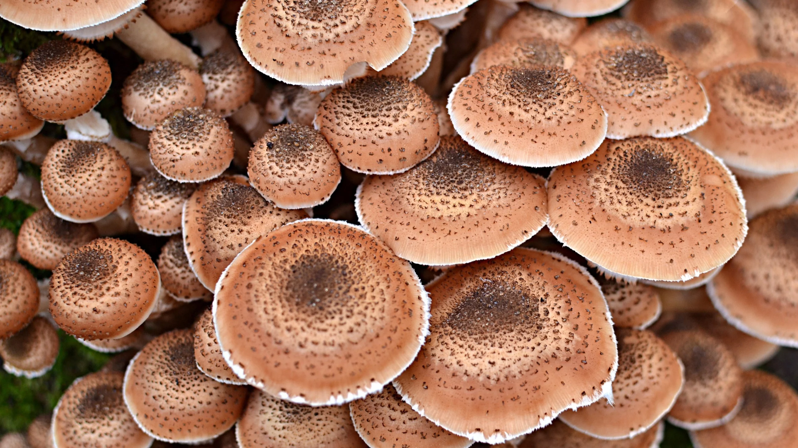 Opieńka ciemna (Armillaria ostoyae), zdjęcie ilustracyjne