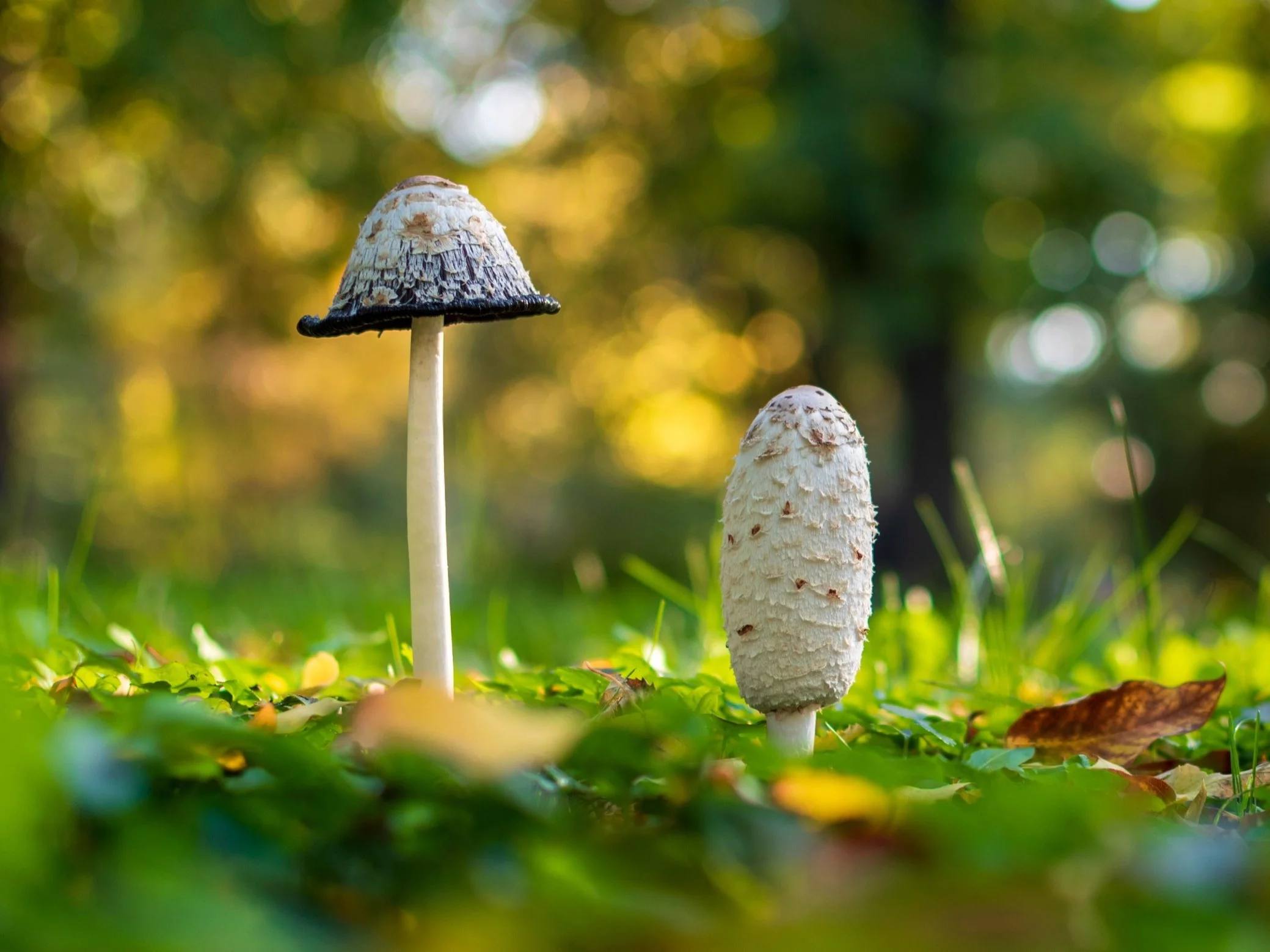 Grzyb jak z horroru. Straszy wyglądem, ale ma działanie lecznicze