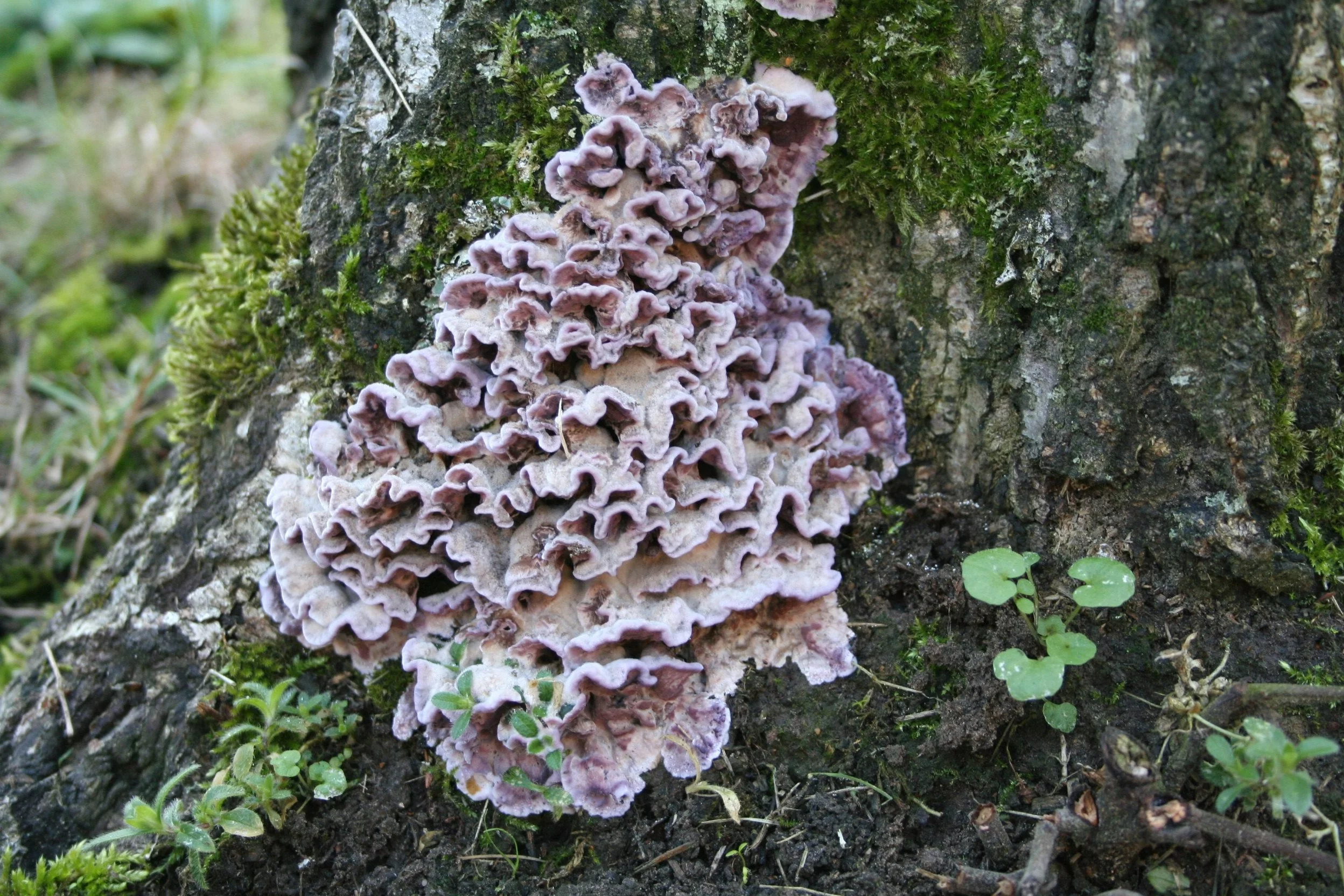 Chondrostereum purpureum