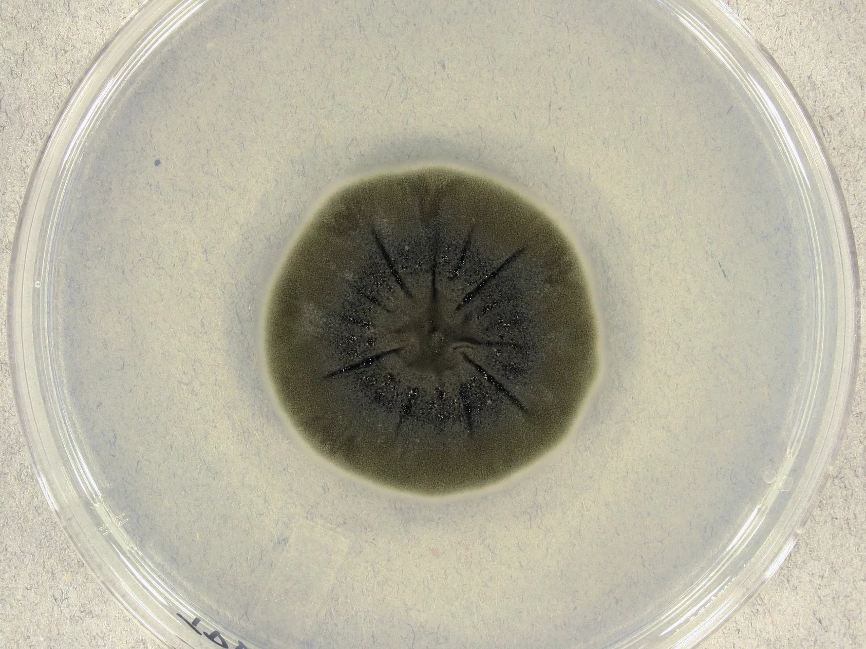 Cladosporium sphaerospermum