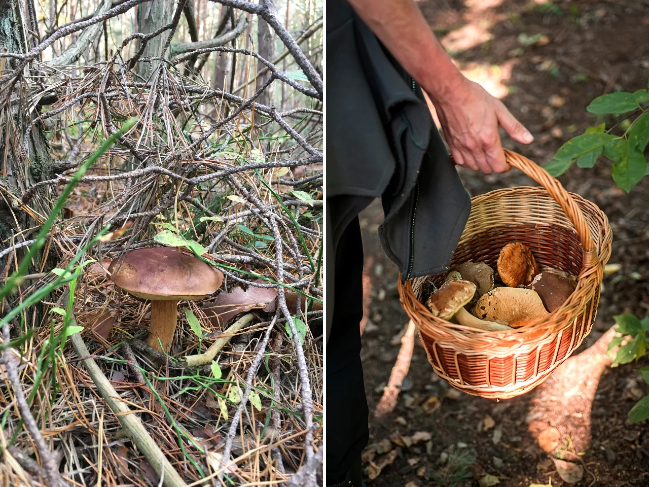 Grzybiarz pochwalił się pełnymi koszami. Owocny zbiór w listopadzie