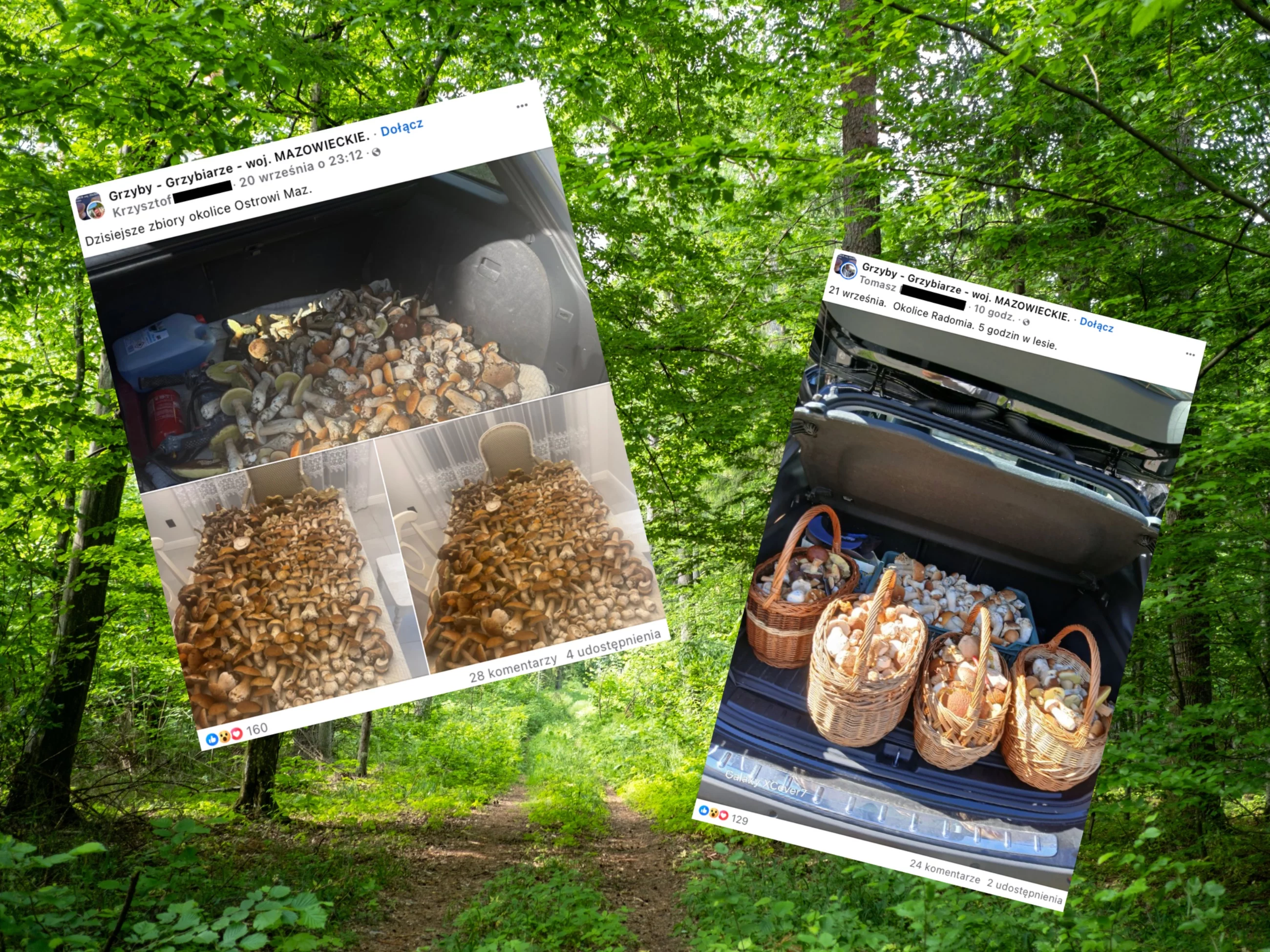 Grzybiarze chwalą się zbiorami. Pełen bagażnik zapiera dech w piersi