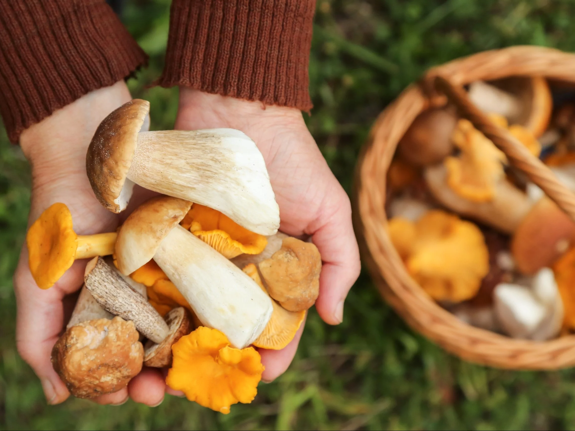W Łódzkiem nie brakuje grzybów. 10 polecanych miejsc