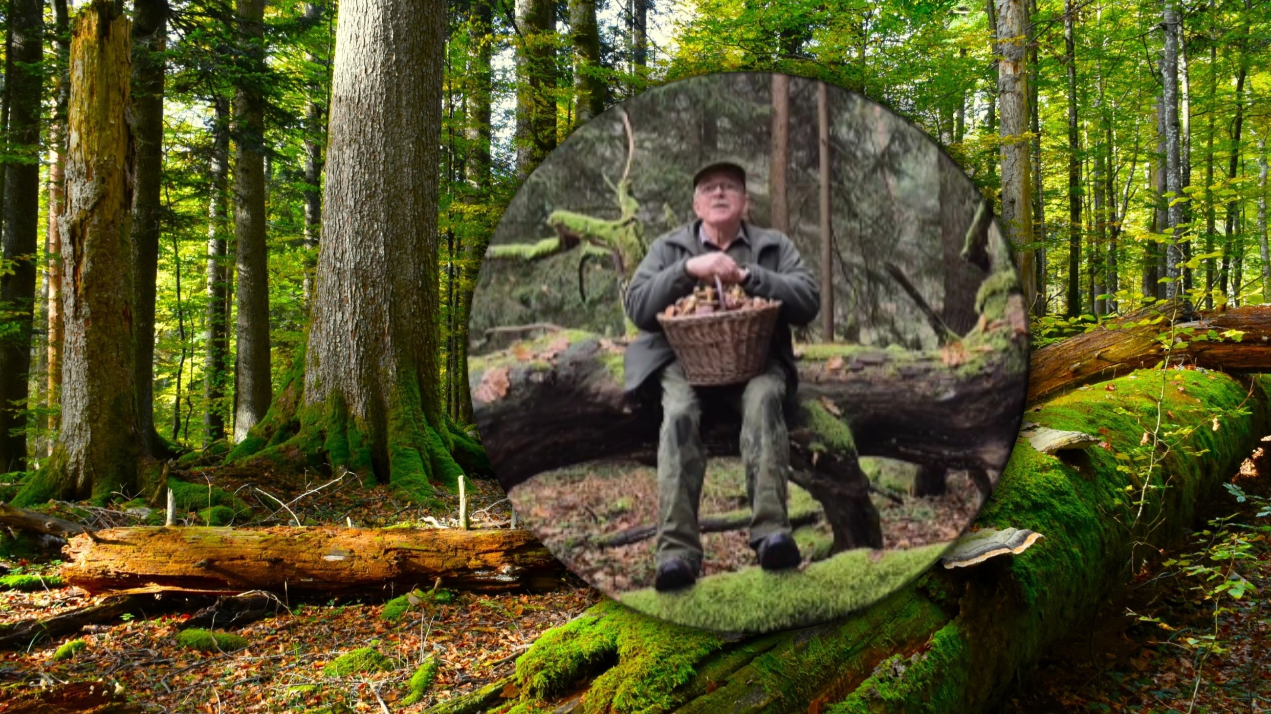 Sezon na grzyby jeszcze się nie skończył. „Do trzech razy sztuka”