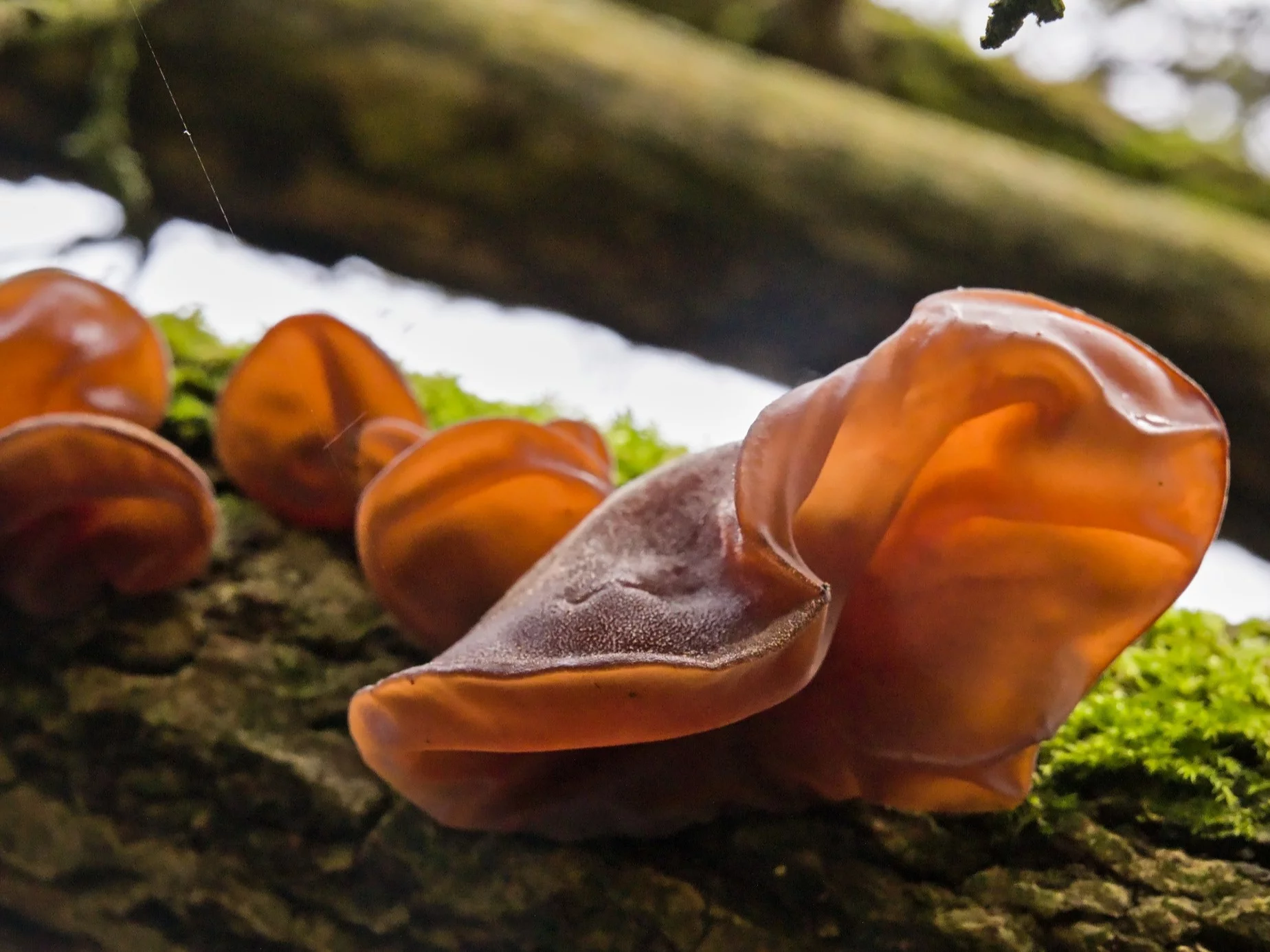 Zimą warto kontynuować grzybobranie. Niektóre okazy rosną nawet pod śniegiem
