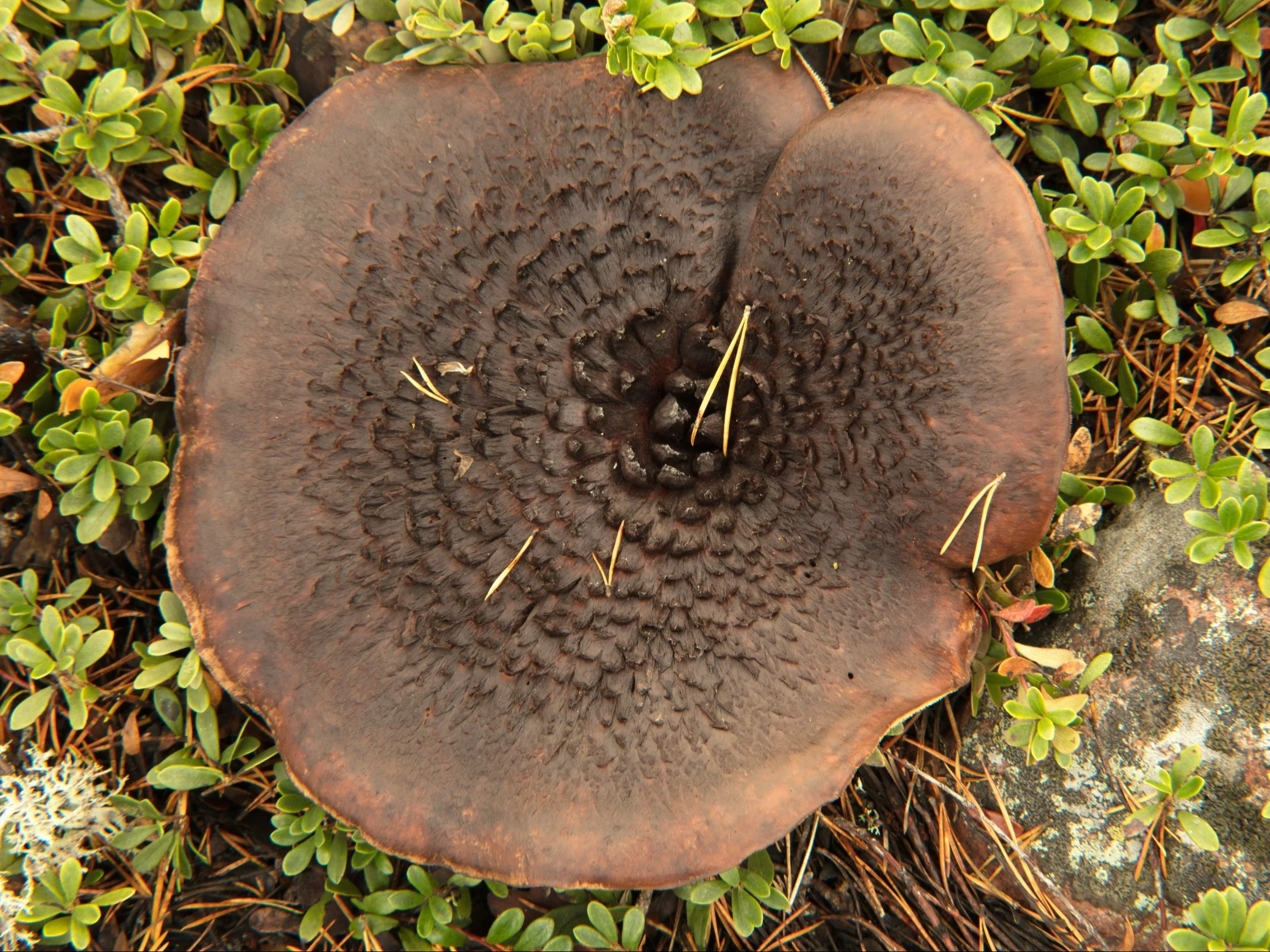 Grzybiarz znalazł prawdziwy skarb w polskim lesie. „Coś niesamowitego”